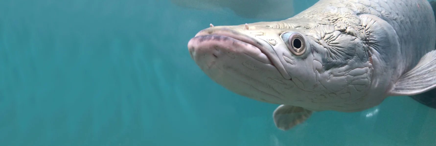 Unleash the Ultimate Aquatic Predator